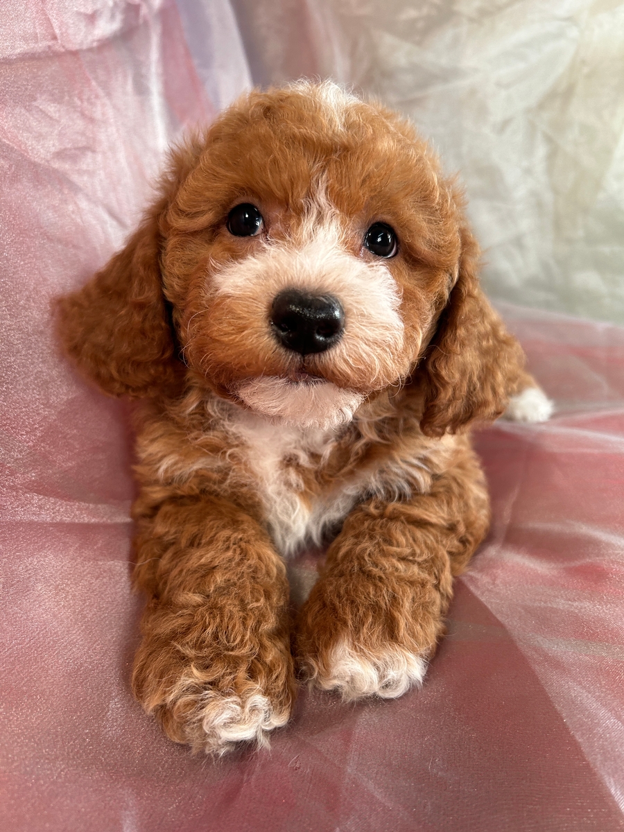 Male Bichon Poodle Puppy DOB 11-4-2023 $1200